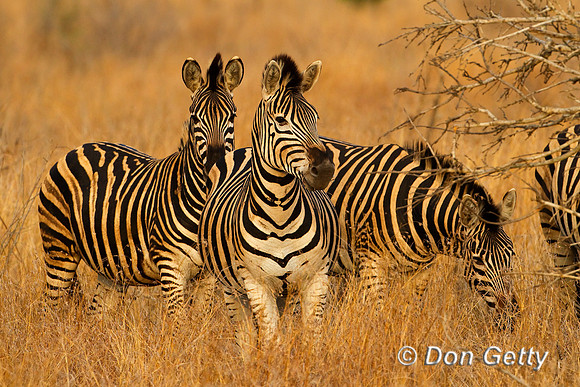 Zebra_P_Z2F5708