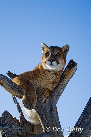 Mt_Lion_D4B0026