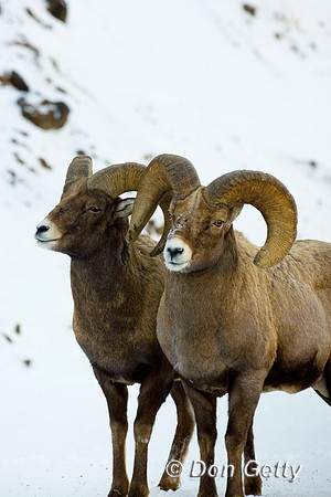 Bighorn Sheep