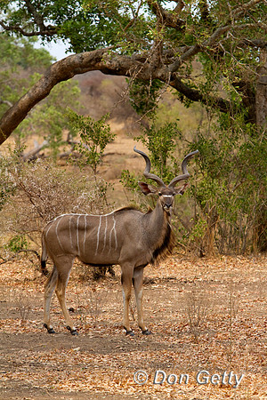 Kudu_G_MG_3246