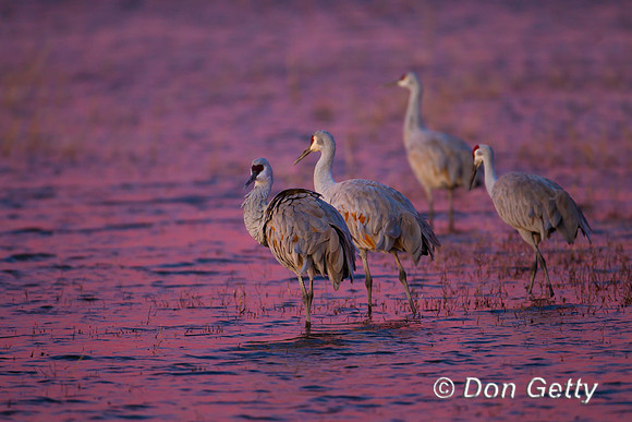 Sandhill Crane