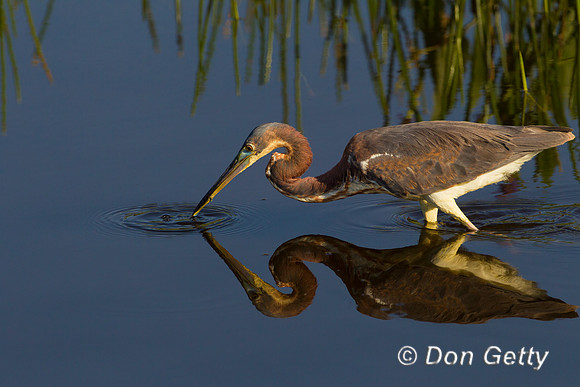 Heron_Tri-colored_Z2F2213