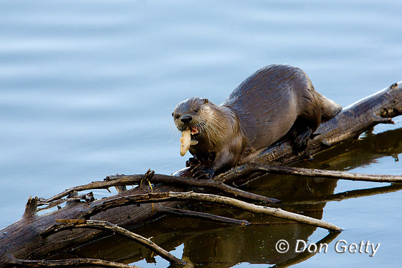 Otter_River_D4B0406