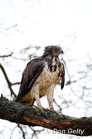 Eagle_Mar_Z2F8095