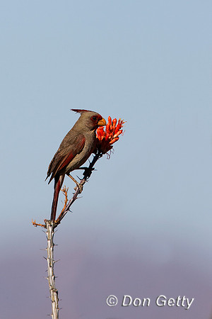 Pyrrhuloxia_MR8D4531