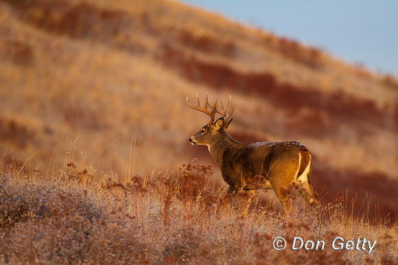 Deer_WtTl_Z2F0467