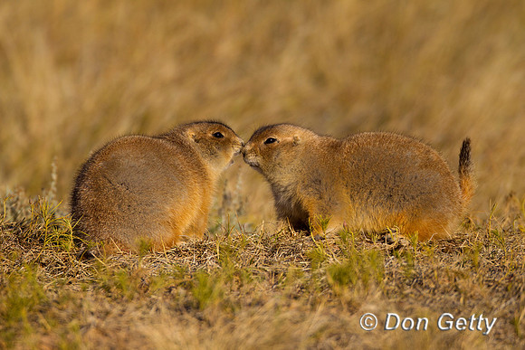 Prairie_Dog_Z2F9356