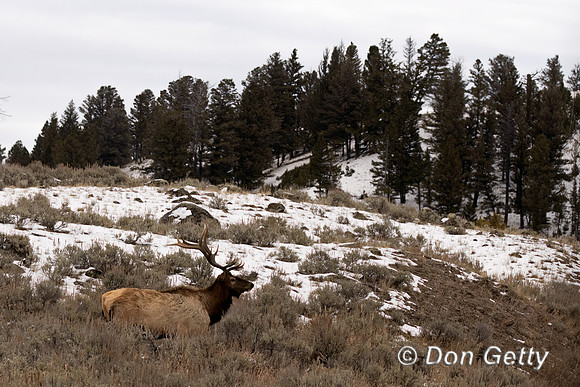 Bull Elk