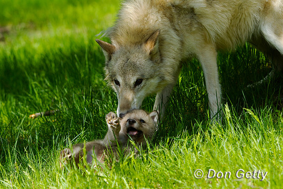 Wolf_BZ2F1511