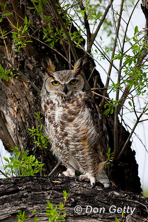 Owl_GH_D4B7655