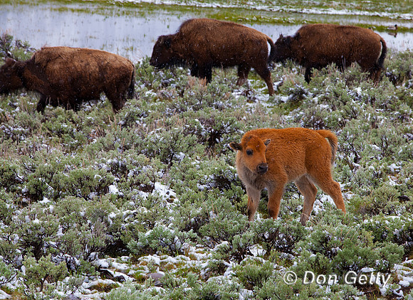 BisonIMG_0776