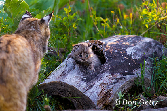 Bobcat_Z2F2446