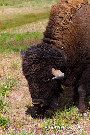 Bison_IMG_0853