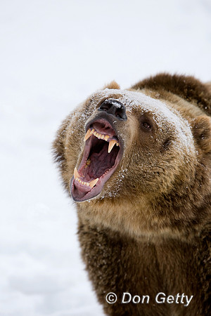 Bear_Grizzly_D4B2092