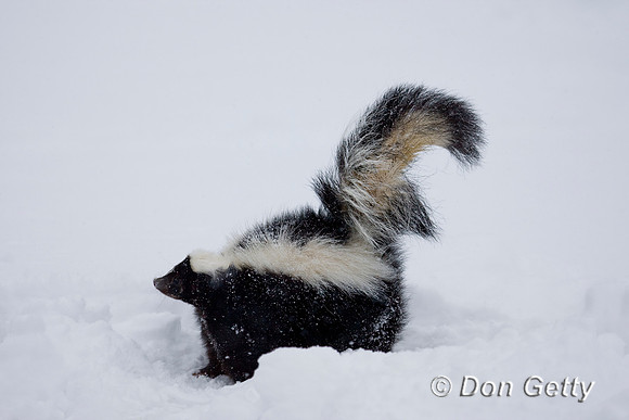 Skunk_D4B3811