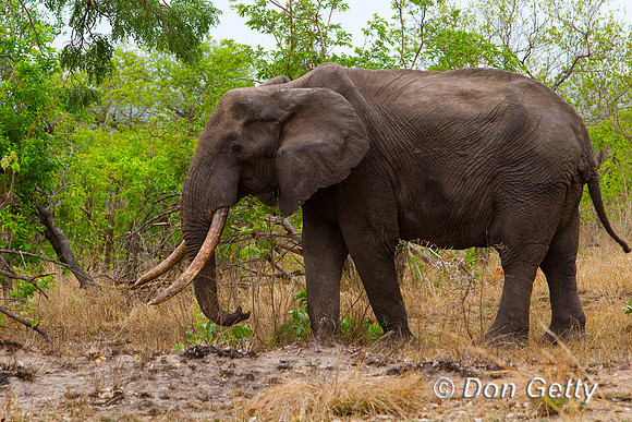 Elephant_Z2F5141