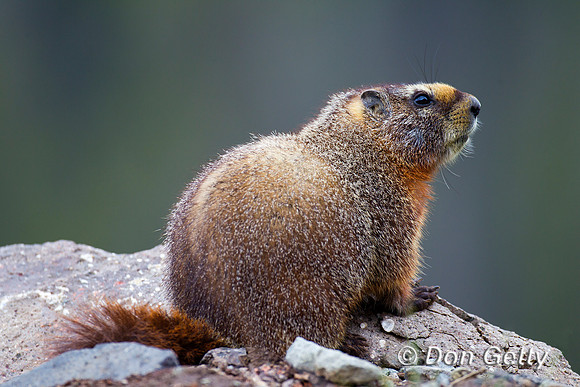 Marmot_Z2F1427