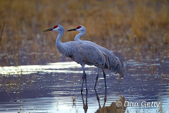 Sandhill Crane