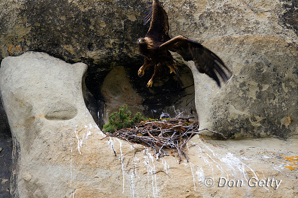 Golden Eagle
