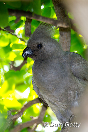 Go-away-bird_Z2F3905