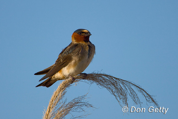 Swallow_Clf_D4B1690
