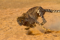Cheetah