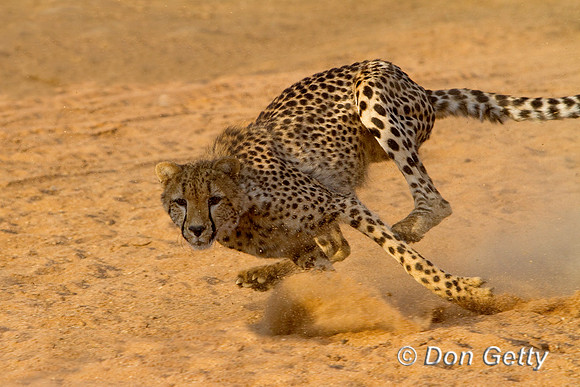 Cheetah_MG_4515