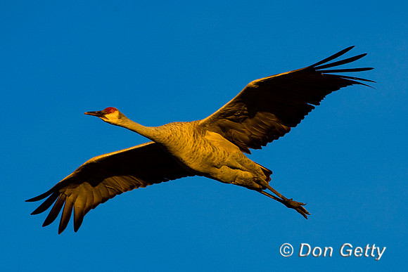 Sandhill Crane