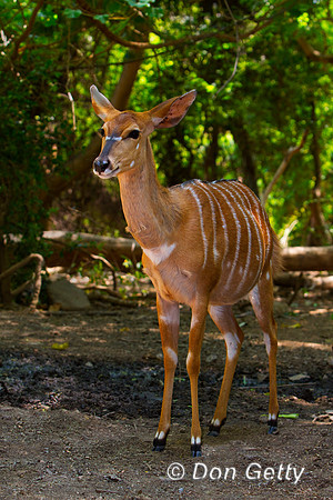 Nyala
