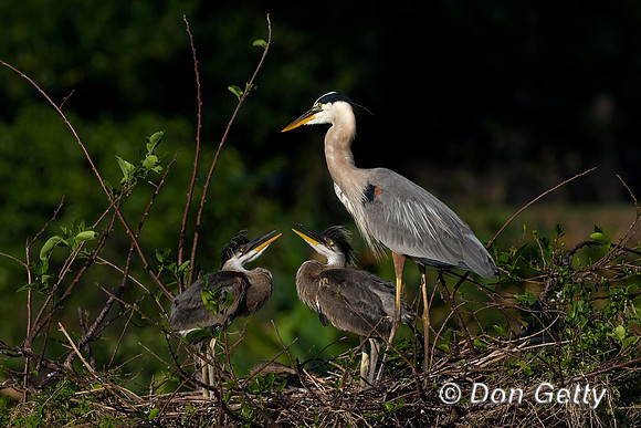 Heron_Grt_Blue_D4B7443