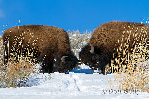 Bison_MG_0653