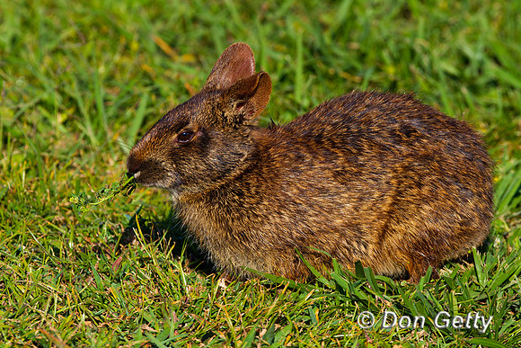 Rabbit_Marsh_Z2F2056