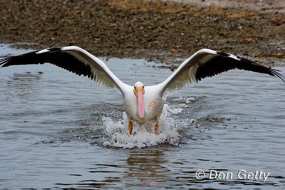 Pelican_Wht_D4B9688