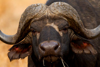 Buffalo_Z2F5648