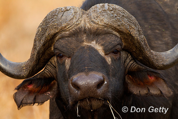 Buffalo_Z2F5648