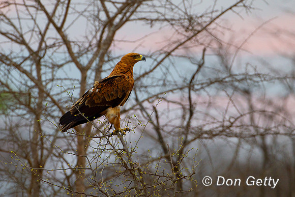 Eagle_Tawny_Z2F3962