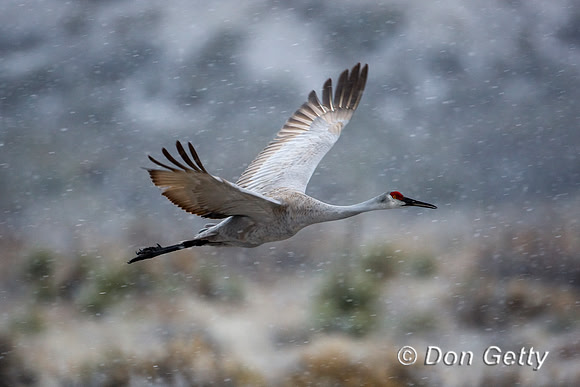 Sandhill Crane