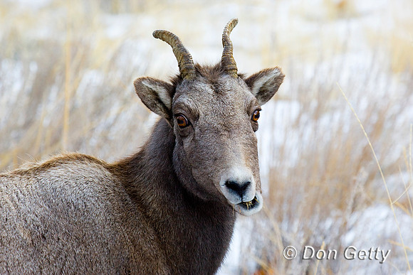 Bighorn Sheep