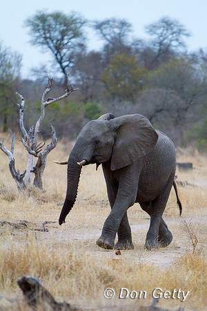 Elephant_MG_5432