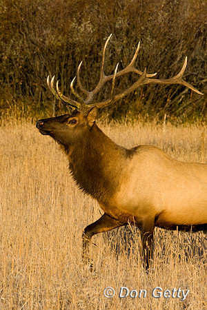 Elk_D4B9448