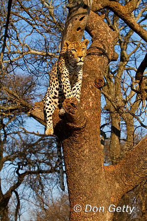 Leopard_MG_4816