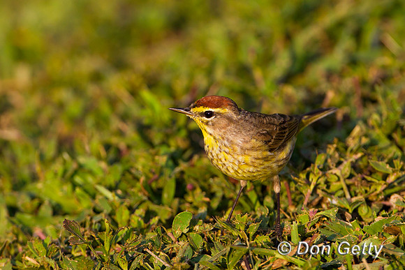 Warbler_Palm_Z2F3911