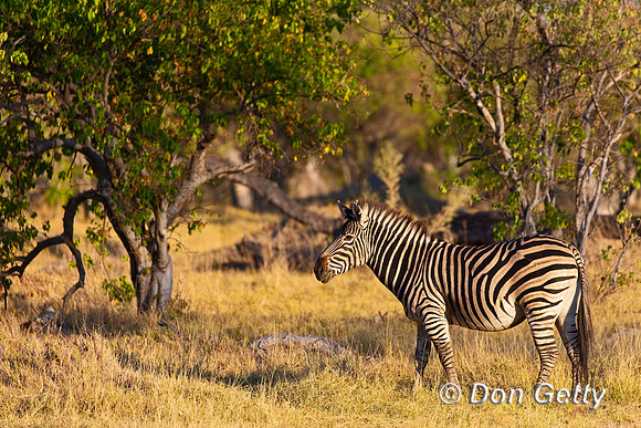 Plains Zebra