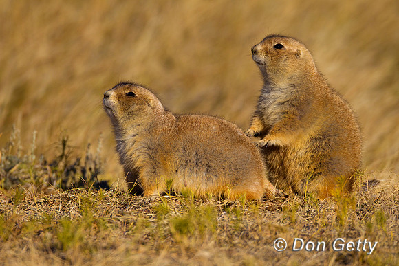 Prairie_Dog_Z2F9342