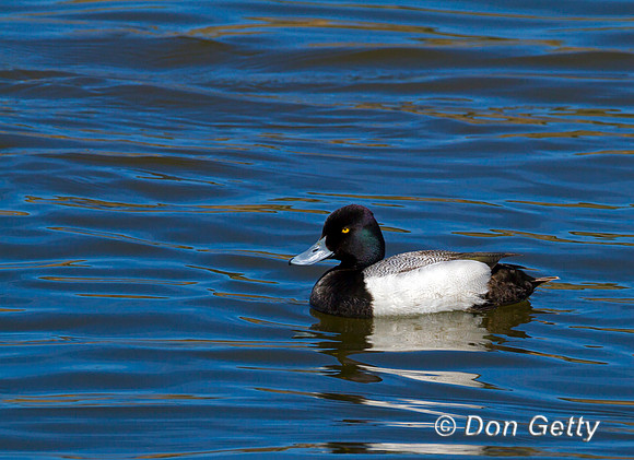 Scaup_L_MG_3216