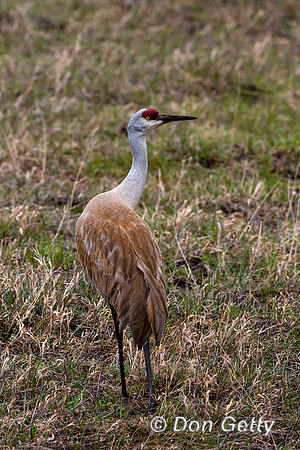 Sandhill Crane