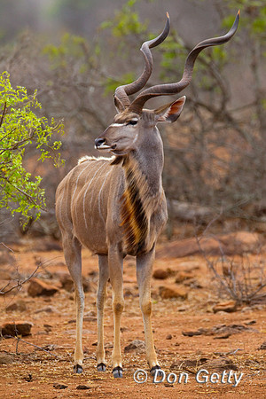 Kudu_G_Z2F9525