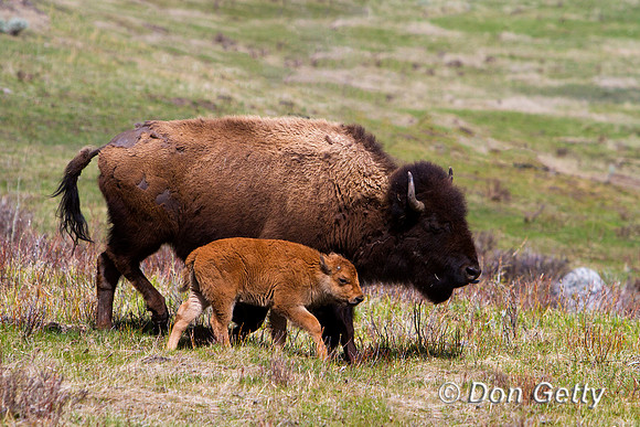 Bison_MG_7066