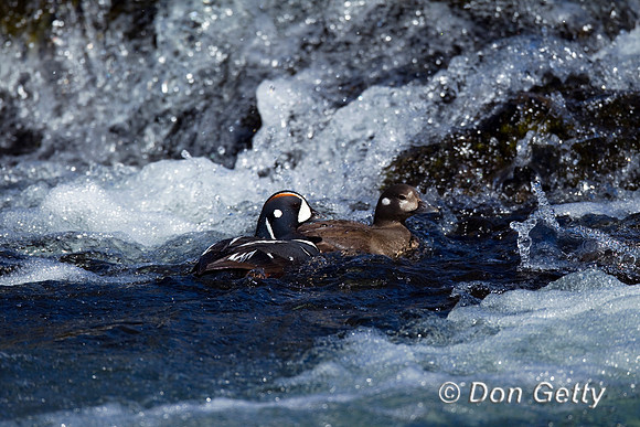 Harlequin Duck