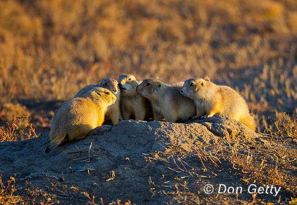 Prairie_Dog_Z2F9100